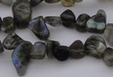 CCH642 15.5 inches 6*8mm - 10*14mm labradorite chips beads