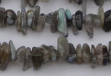 CCH646 15.5 inches 4*10mm - 6*14mm labradorite chips beads