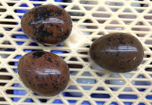 CDN310 30*40mm egg-shaped mahogany obsidian decorations wholesale