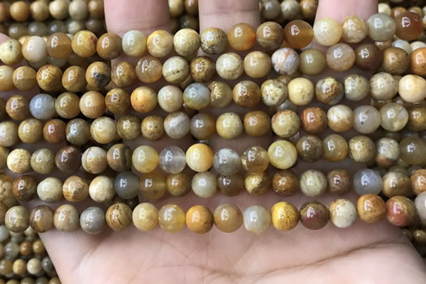 CFC321 15.5 inches 6mm round fossil coral beads wholesale