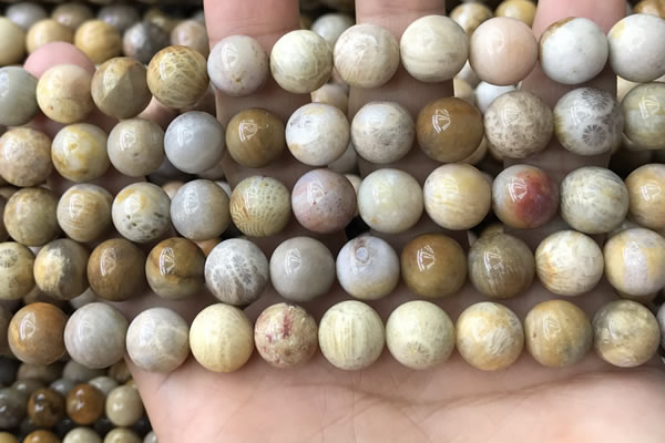 CFC323 15.5 inches 10mm round fossil coral beads wholesale