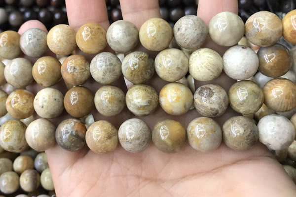 CFC324 15.5 inches 12mm round fossil coral beads wholesale