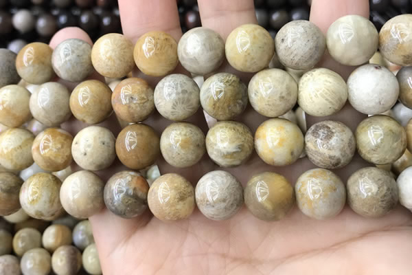 CFC325 15.5 inches 14mm round fossil coral beads wholesale