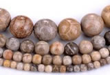 CFC55 15.5 inches round coral fossil jasper beads wholesale