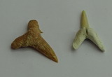 CGP541 15*25mm - 22*30mm shark teeth pendants wholesale