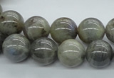 CLB102 15.5 inches 14mm round labradorite gemstone beads wholesale