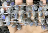 CLB1044 Top drilled 8*12mm faceted briolette labradorite beads