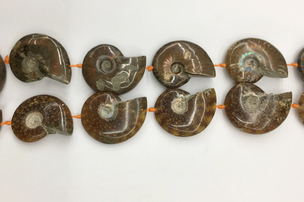 CMM10 15.5 inches 30*40mm - 35*45mm carved ammonite gemstone beads