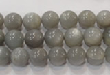 CMS305 15.5 inches 10mm round natural grey moonstone beads wholesale