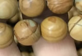 CWJ513 15.5 inches 10mm round wooden jasper beads wholesale